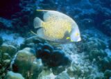 fish16.jpg